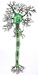 Neuron